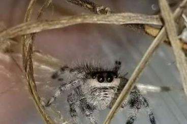 Spiders and Scorpions kaufen und verkaufen Photo: Springspinnen Phidippus regius Bahamas Spiders and Scorpions kaufen und verkaufen Photo: Springspinnen Phidippus regius Bahamas