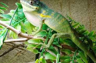 Echsen kaufen und verkaufen Foto: 1.0 Anolis equestris potior blue. NZ. 11. 2024 Echsen kaufen und verkaufen Foto: 1.0 Anolis equestris potior blue. NZ. 11. 2024
