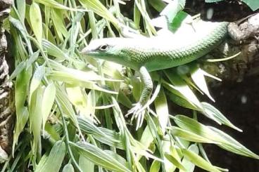 Skinks kaufen und verkaufen Photo: Lamprolepis smaragdina NZ. 2023 Skinks kaufen und verkaufen Photo: Lamprolepis smaragdina NZ. 2023