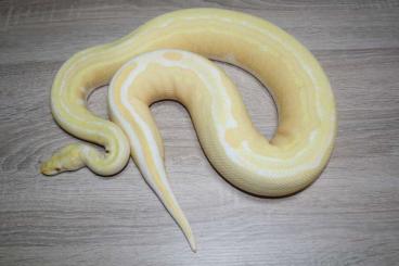 Ball Pythons kaufen und verkaufen Photo: HAMM ***  0.1 Albino Tristripe Adult