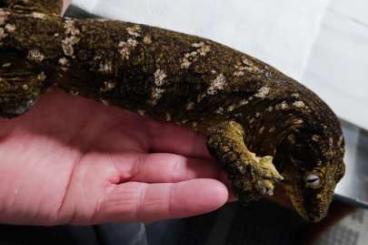 Lizards kaufen und verkaufen Photo: Rhacodactylus leachianus Pine Island Henkeli 
