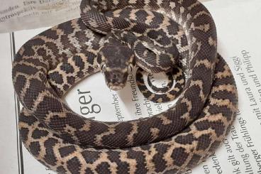 Schlangen kaufen und verkaufen Foto: Rough-scaled Python, Roughie’s, Rauschuppenpython, Morelia carinata