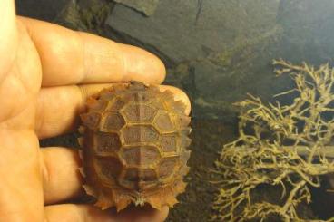 Landschildkröten kaufen und verkaufen Foto: Kinixys erosa CB'21 for sale