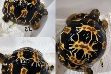 Schildkröten  kaufen und verkaufen Foto: Astrochelys radiata - Strahlenschildkröten 