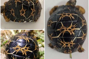 Turtles and Tortoises kaufen und verkaufen Photo: Astrochelys radiata - Strahlenschildkröten Turtles and Tortoises kaufen und verkaufen Photo: Astrochelys radiata - Strahlenschildkröten