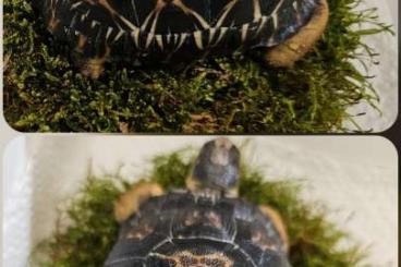 Landschildkröten kaufen und verkaufen Foto: Astrochelys radiata - Strahlenschildkröten 