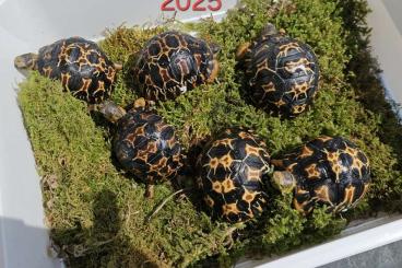 Schildkröten kaufen und verkaufen Photo: Astrochelys radiata - Strahlenschildkröten 2024 und 2025 Schildkröten kaufen und verkaufen Photo: Astrochelys radiata - Strahlenschildkröten 2024 und 2025