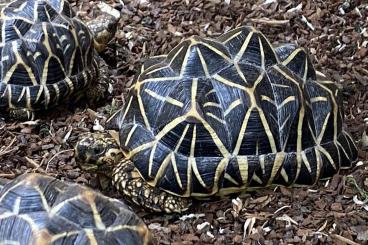 Landschildkröten kaufen und verkaufen Foto: Sternschildkröten, Geochelone elegans