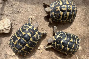 Landschildkröten kaufen und verkaufen Foto: 0.3 Testudo Hermanni Hermanni
