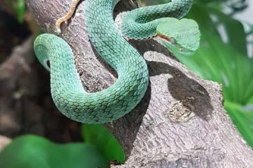 Schlangen kaufen und verkaufen Foto: Trimeresurus popeiorum (Pit viper)