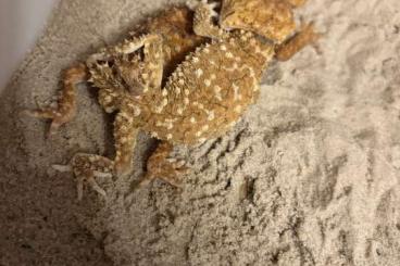 Lizards kaufen und verkaufen Photo: Nephrurus, Diplodactylus, Dasia Lizards kaufen und verkaufen Photo: Nephrurus, Diplodactylus, Dasia