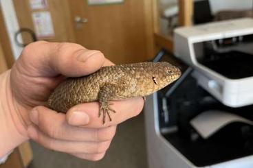 Echsen kaufen und verkaufen Foto: Varanus, Egernia, Nephrurus Echsen kaufen und verkaufen Foto: Varanus, Egernia, Nephrurus