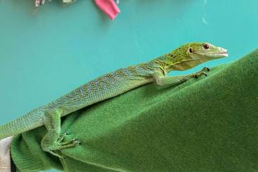 Monitor lizards kaufen und verkaufen Photo: Varanus prasinus jayapura for Hamm