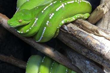 Pythons kaufen und verkaufen Foto: Looking for Morelia viridis merauke Pythons kaufen und verkaufen Foto: Looking for Morelia viridis merauke