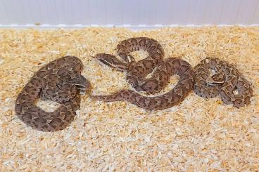 Giftschlangen kaufen und verkaufen Foto: Rattlesnakes 'n' Pitvipers 