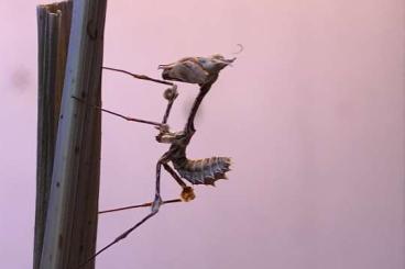 Insekten kaufen und verkaufen Foto: Wandelnde Geige Gongylus gongylodes Insekten kaufen und verkaufen Foto: Wandelnde Geige Gongylus gongylodes
