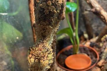 Geckos kaufen und verkaufen Photo: Uroplatus fimbriatus abzugeben Geckos kaufen und verkaufen Photo: Uroplatus fimbriatus abzugeben