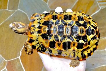 Turtles and Tortoises kaufen und verkaufen Photo: MADAGASCARN Kinixys zombensis domerguei 