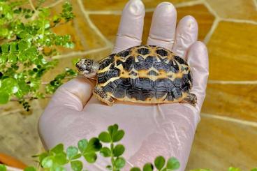 Schildkröten  kaufen und verkaufen Foto: Pyxis a. OBLONGA (Only 2 available)