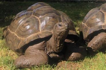Turtles and Tortoises kaufen und verkaufen Photo: 0,1 Aldabrachelys gigantea adult, 70 kg, 32 years old Turtles and Tortoises kaufen und verkaufen Photo: 0,1 Aldabrachelys gigantea adult, 70 kg, 32 years old