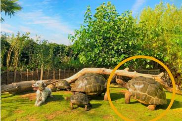 Schildkröten kaufen und verkaufen Foto: 1,0 Aldabrachelys gigantea for 0,1 Schildkröten kaufen und verkaufen Foto: 1,0 Aldabrachelys gigantea for 0,1