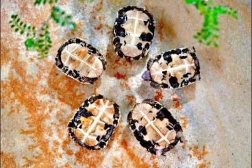 Schildkröten  kaufen und verkaufen Foto: Pyxis arachnoides OBLONGA 