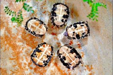 Schildkröten kaufen und verkaufen Foto: Pyxis arachnoides OBLONGA Schildkröten kaufen und verkaufen Foto: Pyxis arachnoides OBLONGA
