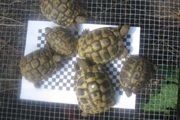 Landschildkröten kaufen und verkaufen Foto: Griechische Landschildkröten Landschildkröten kaufen und verkaufen Foto: Griechische Landschildkröten