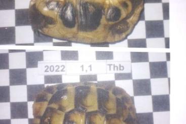 Tortoises kaufen und verkaufen Photo: Griechische Landschildkröten