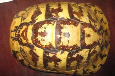Tortoises kaufen und verkaufen Photo: Panzerpräparat einer Griechischen Landschildkröte