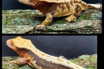 Geckos kaufen und verkaufen Foto: lillywhite männchen/ Correlophus ciliatus 