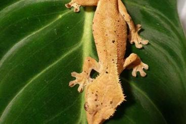 Geckos kaufen und verkaufen Foto: Kronengeckos / Correlophus ciliatus 
