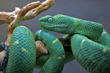 Venomous snakes kaufen und verkaufen Photo: Atheris chlorechis, westliche grüne Buschviper. Venomous snakes kaufen und verkaufen Photo: Atheris chlorechis, westliche grüne Buschviper.