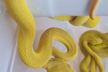 Schlangen kaufen und verkaufen Foto: 1.2 trimeresurus insularis gelb 