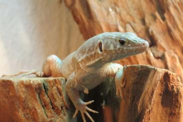 other lizards kaufen und verkaufen Photo: 1,1 OMANOSAURUS - JAYAKARI