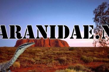 Lizards kaufen und verkaufen Photo: Hamm Offer nice Varanus Lizards kaufen und verkaufen Photo: Hamm Offer nice Varanus