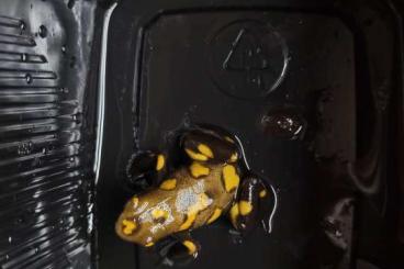 Poison dart frogs kaufen und verkaufen Photo:  Oophaga Histrionica playa de oro