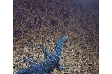 Monitor lizards kaufen und verkaufen Photo: Varanus Macraei blauer Baumwaran Monitor lizards kaufen und verkaufen Photo: Varanus Macraei blauer Baumwaran