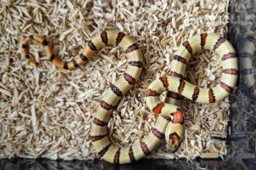 Nattern ungiftige  kaufen und verkaufen Foto: Lampropeltis leonis 2024 available