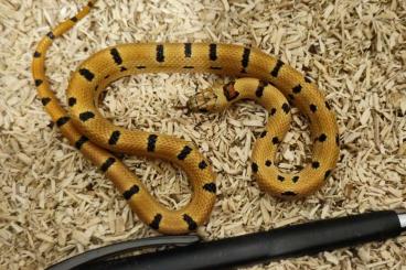 Nattern ungiftige kaufen und verkaufen Foto: Lampropeltis leonis 2024 Nattern ungiftige kaufen und verkaufen Foto: Lampropeltis leonis 2024