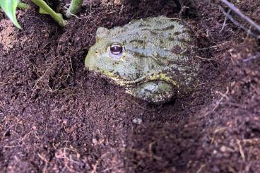 Frösche  kaufen und verkaufen Foto: 0.0.2 Pyxicephalus adspersus