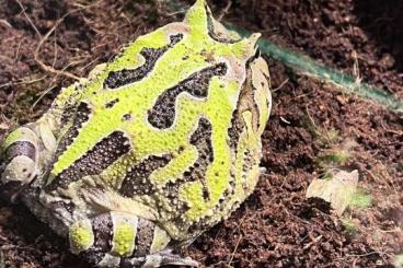 Frösche  kaufen und verkaufen Foto: 0.0.1 Ceratophrys sp. Fantasy