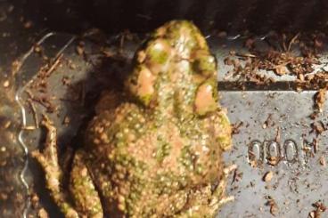 frogs kaufen und verkaufen Photo: Bufo brongersmai Last specimens from hobby breeding frogs kaufen und verkaufen Photo: Bufo brongersmai Last specimens from hobby breeding