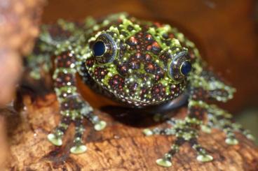 frogs kaufen und verkaufen Photo: Vietnamesischer Moosfrosch, Theloderma corticale