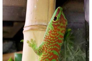Geckos kaufen und verkaufen Photo: Phelsuma mad. grandis super high red. Geckos kaufen und verkaufen Photo: Phelsuma mad. grandis super high red.
