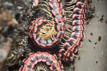 Myriapoda kaufen und verkaufen Photo: Antheromorpha sp. Laos Millipedes Polydesmida Tausendfüßer Bandfüßer