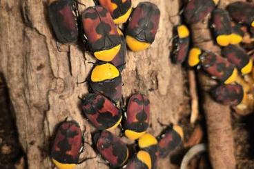 Insekten kaufen und verkaufen Foto: Pachnoda massajae larvae (L2) available 