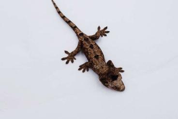 Geckos kaufen und verkaufen Foto: Gekos offer for Hamm 9.12.23