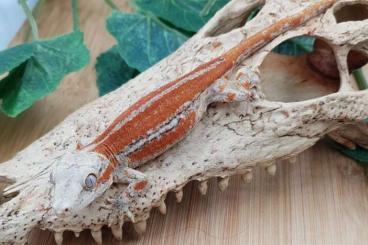 Geckos kaufen und verkaufen Foto: Gekos offer for Hamm 9.03.24