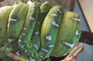 Boas kaufen und verkaufen Foto: Corallus caninus 1,1 NZ 2022 Boas kaufen und verkaufen Foto: Corallus caninus 1,1 NZ 2022